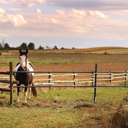 Horse Farm Grosskadolz Seefeld-Kadolz